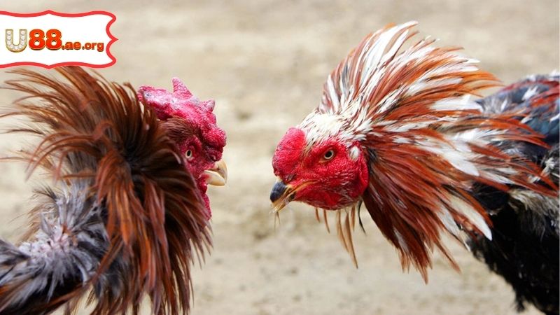 Gà Đá C1 – Sân Chơi Đá Gà Trực Tuyến Đầy Sức Hấp Dẫn 2 Gà Đá C1 – Sân Chơi Đá Gà Trực Tuyến Đầy Sức Hấp Dẫn