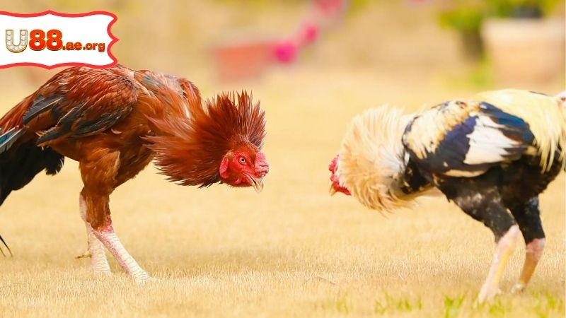 Thomo Hôm Nay Trực Tiếp – Xem Đá Gà Campuchia Sôi Động 2 Thomo Hôm Nay Trực Tiếp – Xem Đá Gà Campuchia Sôi Động