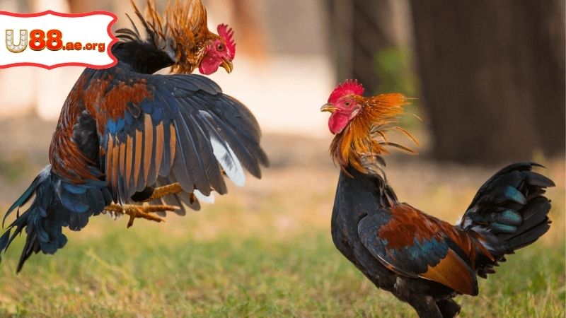 Trang Đá Gà Trực Tiếp – Sân Chơi Giải Trí Đỉnh Cao 5 Trang Đá Gà Trực Tiếp – Sân Chơi Giải Trí Đỉnh Cao