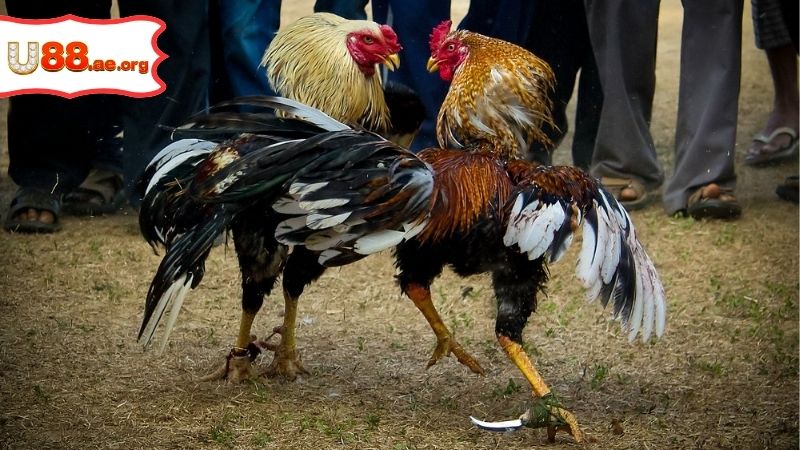 Trực Tiếp Đá Gà Cúp C1 – Đỉnh Cao Và Đầy Kịch Tính 2 Trực Tiếp Đá Gà Cúp C1 – Đỉnh Cao Và Đầy Kịch Tính